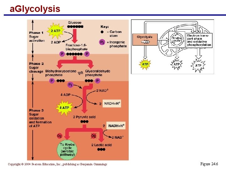 a. Glycolysis Copyright © 2004 Pearson Education, Inc. , publishing as Benjamin Cummings Figure a. Glycolysis Copyright © 2004 Pearson Education, Inc. , publishing as Benjamin Cummings Figure