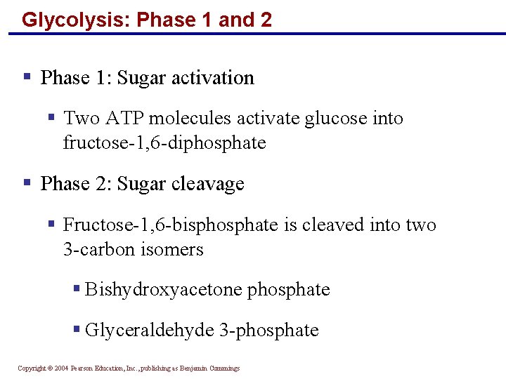 Glycolysis: Phase 1 and 2 § Phase 1: Sugar activation § Two ATP molecules Glycolysis: Phase 1 and 2 § Phase 1: Sugar activation § Two ATP molecules