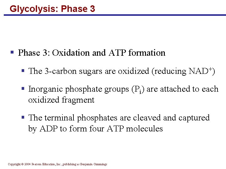 Glycolysis: Phase 3 § Phase 3: Oxidation and ATP formation § The 3 -carbon Glycolysis: Phase 3 § Phase 3: Oxidation and ATP formation § The 3 -carbon