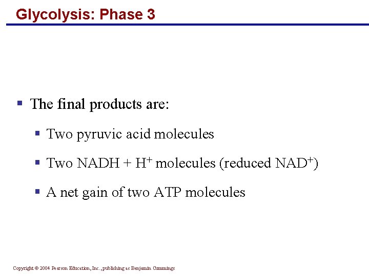 Glycolysis: Phase 3 § The final products are: § Two pyruvic acid molecules § Glycolysis: Phase 3 § The final products are: § Two pyruvic acid molecules §