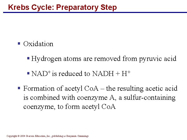 Krebs Cycle: Preparatory Step § Oxidation § Hydrogen atoms are removed from pyruvic acid Krebs Cycle: Preparatory Step § Oxidation § Hydrogen atoms are removed from pyruvic acid