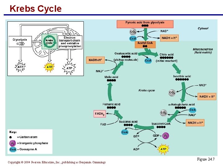 Krebs Cycle Copyright © 2004 Pearson Education, Inc. , publishing as Benjamin Cummings Figure