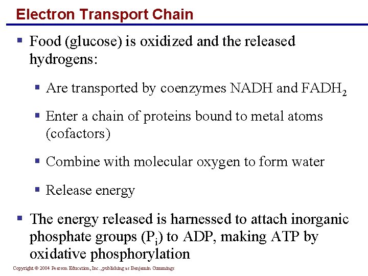 Electron Transport Chain § Food (glucose) is oxidized and the released hydrogens: § Are
