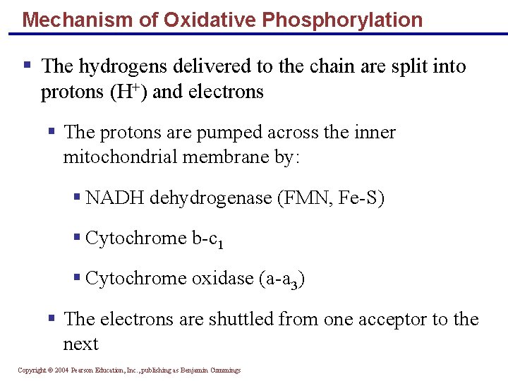 Mechanism of Oxidative Phosphorylation § The hydrogens delivered to the chain are split into Mechanism of Oxidative Phosphorylation § The hydrogens delivered to the chain are split into