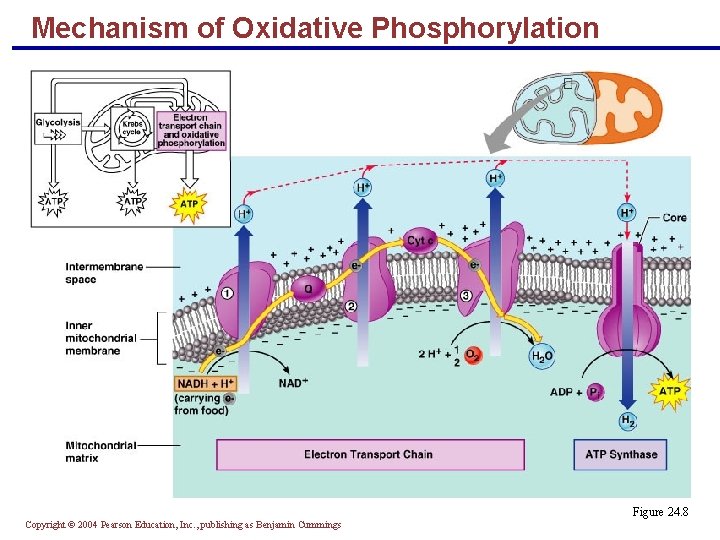 Mechanism of Oxidative Phosphorylation Figure 24. 8 Copyright © 2004 Pearson Education, Inc. , Mechanism of Oxidative Phosphorylation Figure 24. 8 Copyright © 2004 Pearson Education, Inc. ,