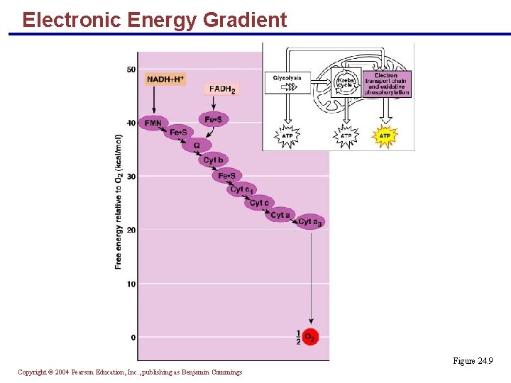 Electronic Energy Gradient Figure 24. 9 Copyright © 2004 Pearson Education, Inc. , publishing