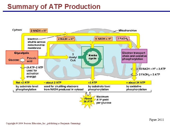 Summary of ATP Production Figure 24. 11 Copyright © 2004 Pearson Education, Inc. , Summary of ATP Production Figure 24. 11 Copyright © 2004 Pearson Education, Inc. ,