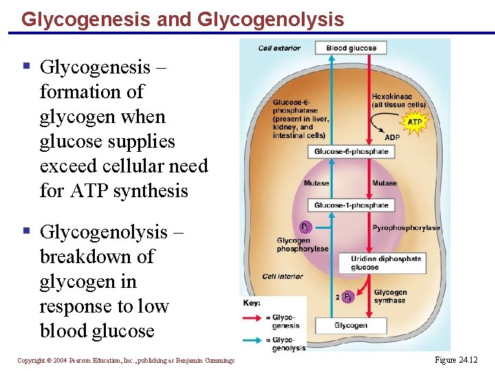 Glycogenesis and Glycogenolysis § Glycogenesis – formation of glycogen when glucose supplies exceed cellular Glycogenesis and Glycogenolysis § Glycogenesis – formation of glycogen when glucose supplies exceed cellular