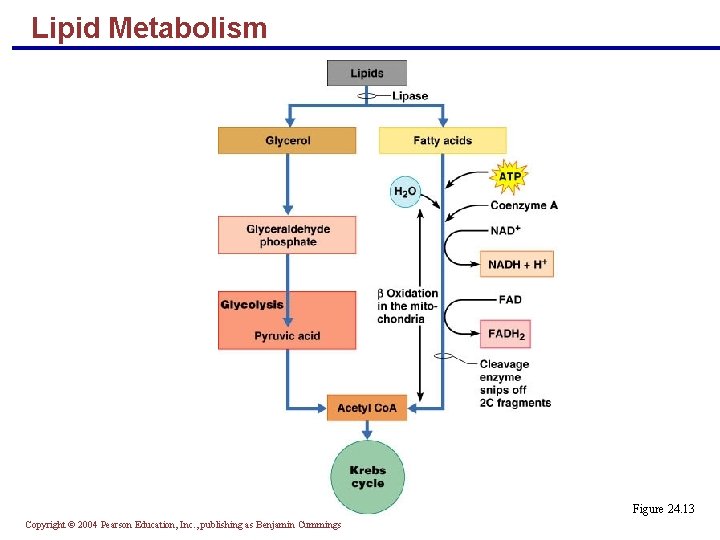 Lipid Metabolism Figure 24. 13 Copyright © 2004 Pearson Education, Inc. , publishing as