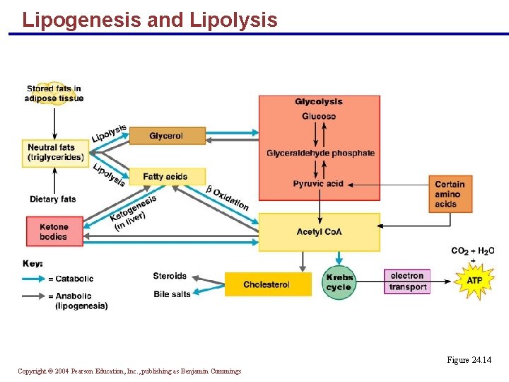 Lipogenesis and Lipolysis Figure 24. 14 Copyright © 2004 Pearson Education, Inc. , publishing Lipogenesis and Lipolysis Figure 24. 14 Copyright © 2004 Pearson Education, Inc. , publishing