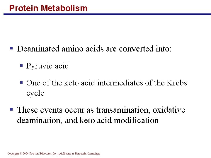 Protein Metabolism § Deaminated amino acids are converted into: § Pyruvic acid § One