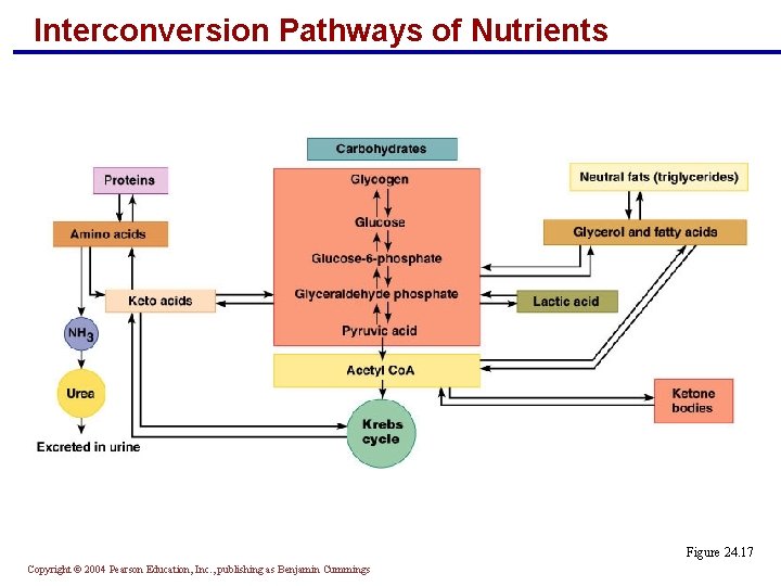 Interconversion Pathways of Nutrients Figure 24. 17 Copyright © 2004 Pearson Education, Inc. , Interconversion Pathways of Nutrients Figure 24. 17 Copyright © 2004 Pearson Education, Inc. ,