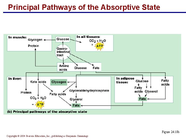 Principal Pathways of the Absorptive State Figure 24. 18 b Copyright © 2004 Pearson Principal Pathways of the Absorptive State Figure 24. 18 b Copyright © 2004 Pearson