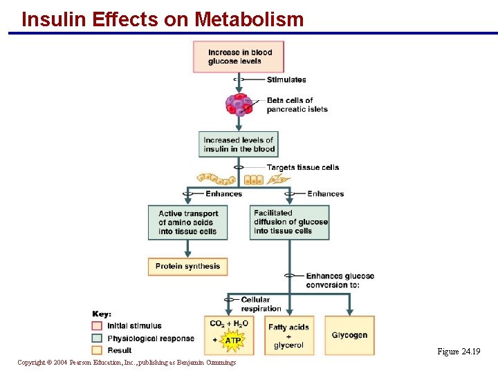 Insulin Effects on Metabolism Figure 24. 19 Copyright © 2004 Pearson Education, Inc. , Insulin Effects on Metabolism Figure 24. 19 Copyright © 2004 Pearson Education, Inc. ,