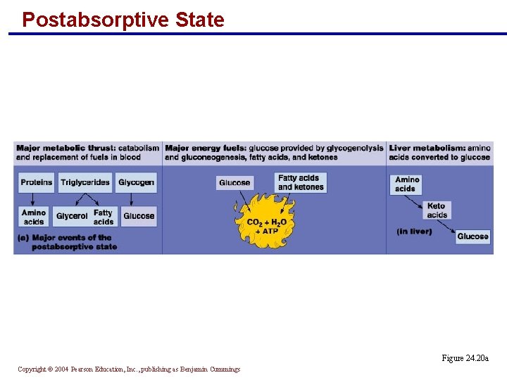 Postabsorptive State Figure 24. 20 a Copyright © 2004 Pearson Education, Inc. , publishing Postabsorptive State Figure 24. 20 a Copyright © 2004 Pearson Education, Inc. , publishing