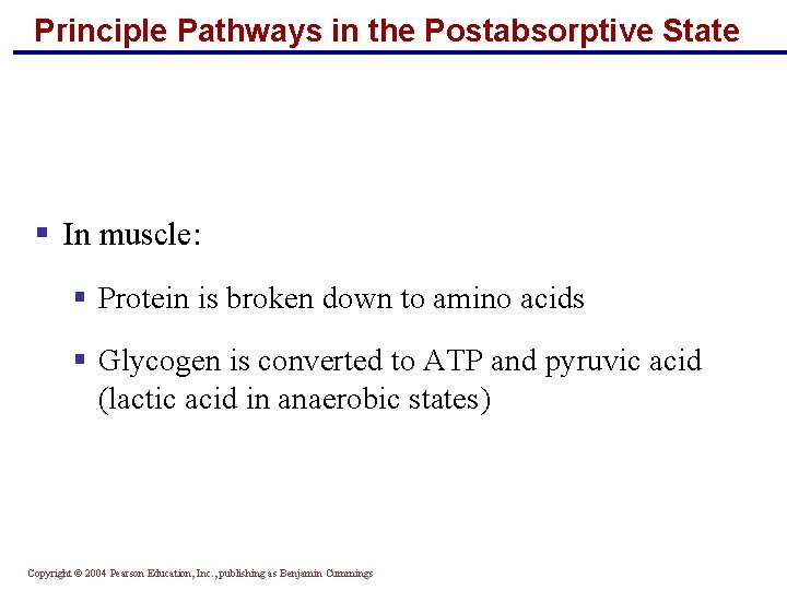 Principle Pathways in the Postabsorptive State § In muscle: § Protein is broken down Principle Pathways in the Postabsorptive State § In muscle: § Protein is broken down