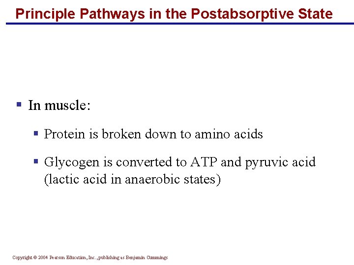 Principle Pathways in the Postabsorptive State § In muscle: § Protein is broken down