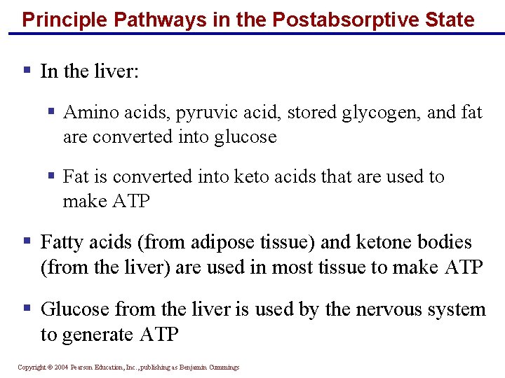 Principle Pathways in the Postabsorptive State § In the liver: § Amino acids, pyruvic