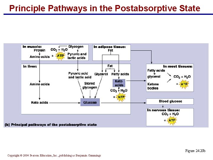 Principle Pathways in the Postabsorptive State Figure 24. 20 b Copyright © 2004 Pearson Principle Pathways in the Postabsorptive State Figure 24. 20 b Copyright © 2004 Pearson