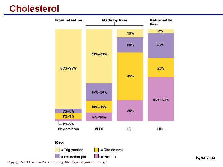 Cholesterol Figure 24. 22 Copyright © 2004 Pearson Education, Inc. , publishing as Benjamin Cholesterol Figure 24. 22 Copyright © 2004 Pearson Education, Inc. , publishing as Benjamin