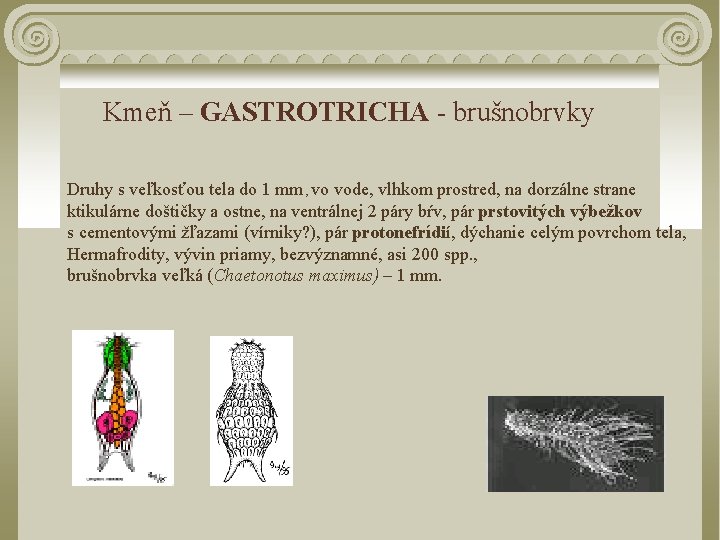  Kmeň – GASTROTRICHA - brušnobrvky Druhy s veľkosťou tela do 1 mm ,