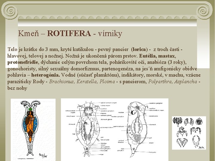 Kmeň – ROTIFERA - vírniky Telo je krátke do 3 mm, kryté kutikulou -