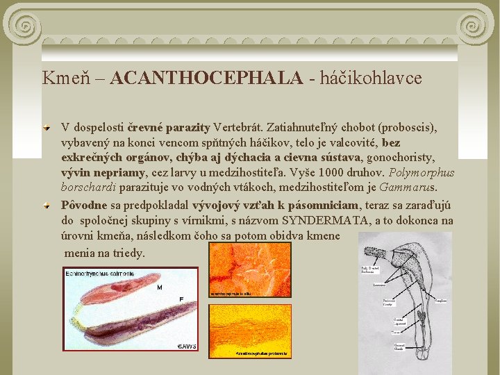 Kmeň – ACANTHOCEPHALA - háčikohlavce V dospelosti črevné parazity Vertebrát. Zatiahnuteľný chobot (proboscis), vybavený