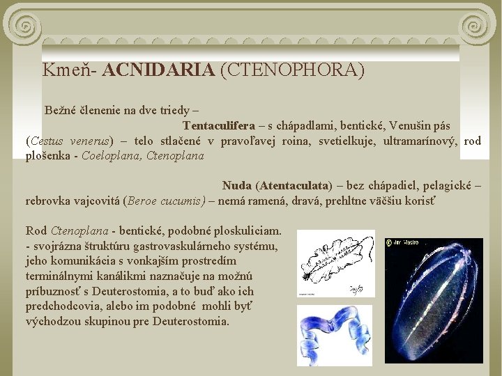 Kmeň- ACNIDARIA (CTENOPHORA) Bežné členenie na dve triedy – Tentaculifera – s chápadlami, bentické,