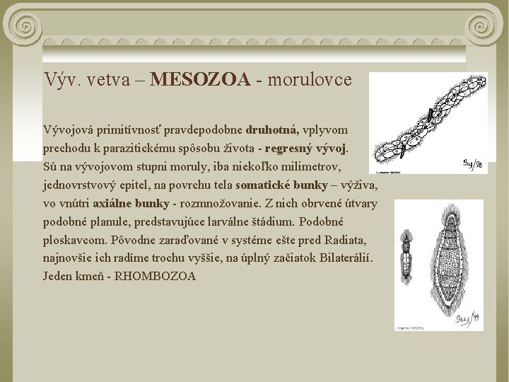 Výv. vetva – MESOZOA - morulovce Vývojová primitívnosť pravdepodobne druhotná, vplyvom prechodu k parazitickému