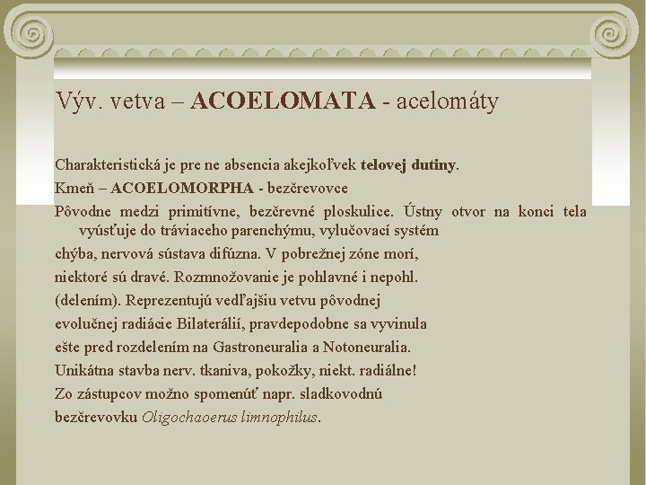 Výv. vetva – ACOELOMATA - acelomáty Charakteristická je pre ne absencia akejkoľvek telovej dutiny.