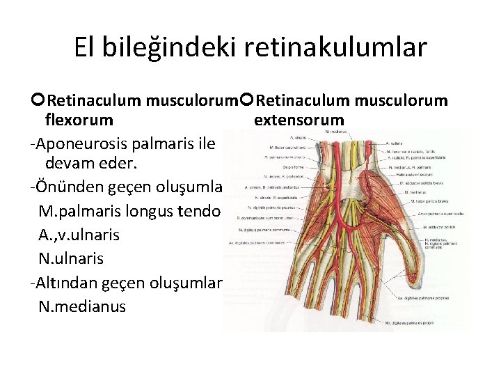 El bileğindeki retinakulumlar Retinaculum musculorum flexorum extensorum -Aponeurosis palmaris ile devam eder. -Önünden geçen