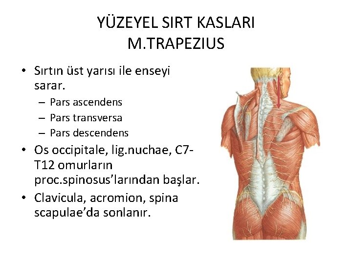 YÜZEYEL SIRT KASLARI M. TRAPEZIUS • Sırtın üst yarısı ile enseyi sarar. – Pars