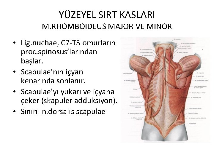 YÜZEYEL SIRT KASLARI M. RHOMBOIDEUS MAJOR VE MINOR • Lig. nuchae, C 7 -T