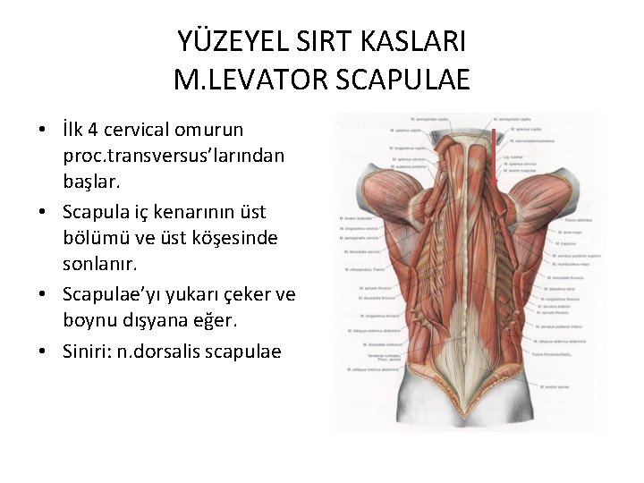 YÜZEYEL SIRT KASLARI M. LEVATOR SCAPULAE • İlk 4 cervical omurun proc. transversus’larından başlar.