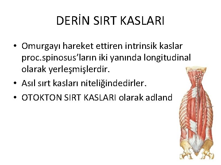 DERİN SIRT KASLARI • Omurgayı hareket ettiren intrinsik kaslar proc. spinosus’ların iki yanında longitudinal