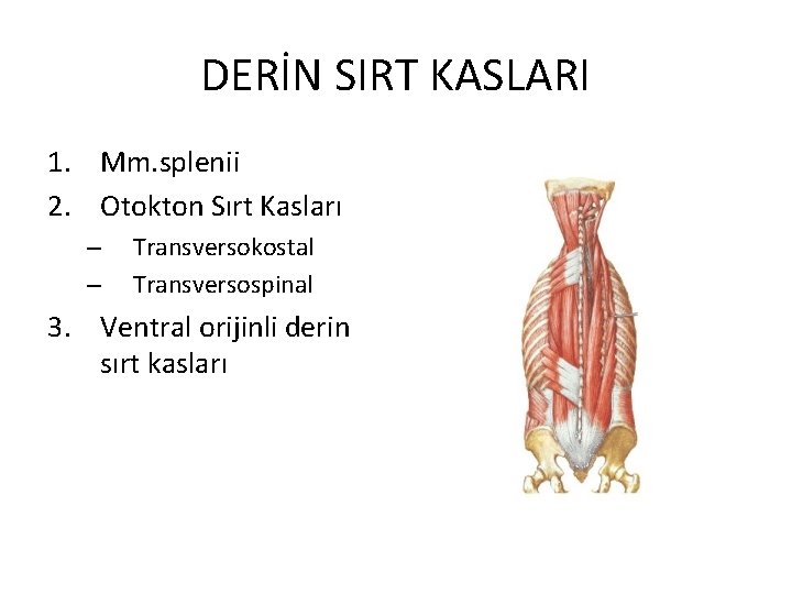 DERİN SIRT KASLARI 1. Mm. splenii 2. Otokton Sırt Kasları – – Transversokostal Transversospinal
