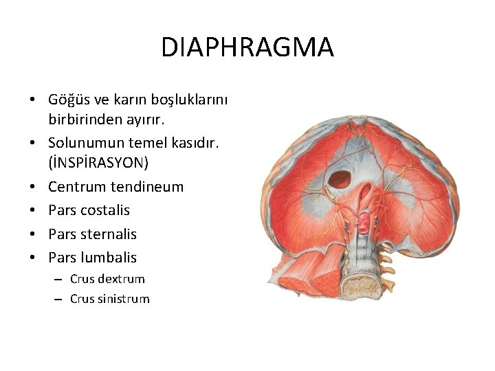 DIAPHRAGMA • Göğüs ve karın boşluklarını birbirinden ayırır. • Solunumun temel kasıdır. (İNSPİRASYON) •