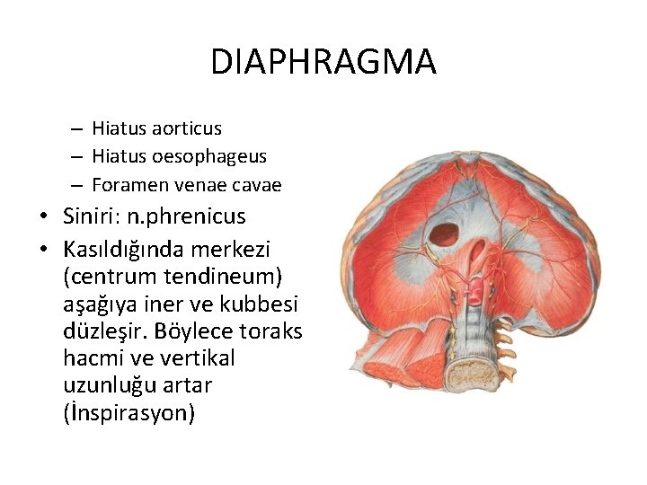 DIAPHRAGMA – Hiatus aorticus – Hiatus oesophageus – Foramen venae cavae • Siniri: n.