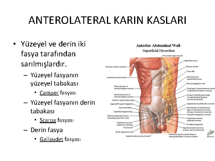 ANTEROLATERAL KARIN KASLARI • Yüzeyel ve derin iki fasya tarafından sarılmışlardır. – Yüzeyel fasyanın