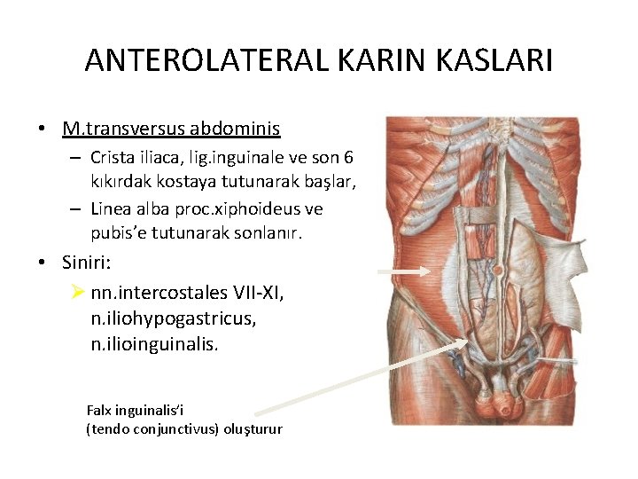 ANTEROLATERAL KARIN KASLARI • M. transversus abdominis – Crista iliaca, lig. inguinale ve son