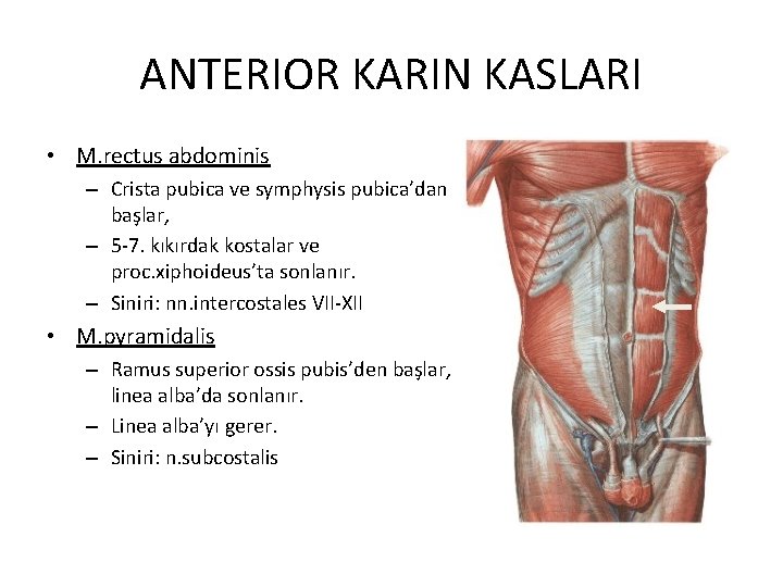 ANTERIOR KARIN KASLARI • M. rectus abdominis – Crista pubica ve symphysis pubica’dan başlar,
