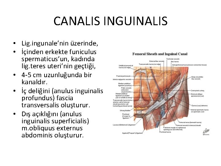 CANALIS INGUINALIS • Lig. ingunale’nin üzerinde, • İçinden erkekte funiculus spermaticus’un, kadında lig. teres