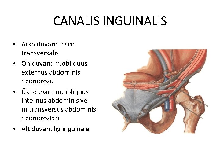 CANALIS INGUINALIS • Arka duvarı: fascia transversalis • Ön duvarı: m. obliquus externus abdominis