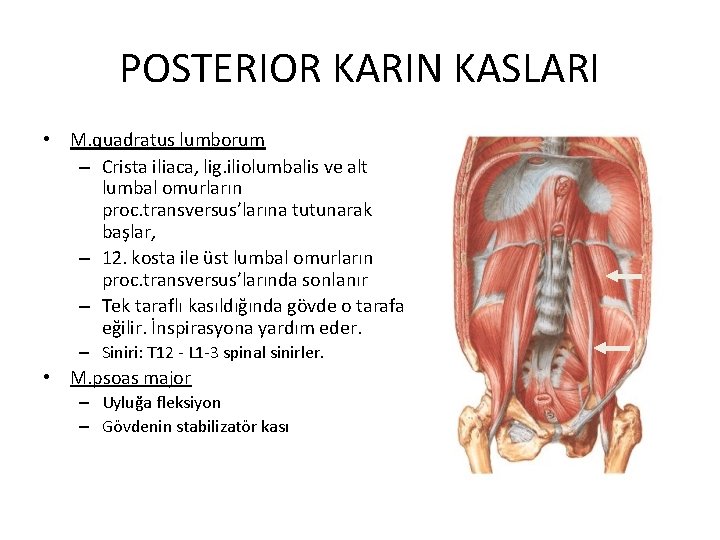 POSTERIOR KARIN KASLARI • M. quadratus lumborum – Crista iliaca, lig. iliolumbalis ve alt