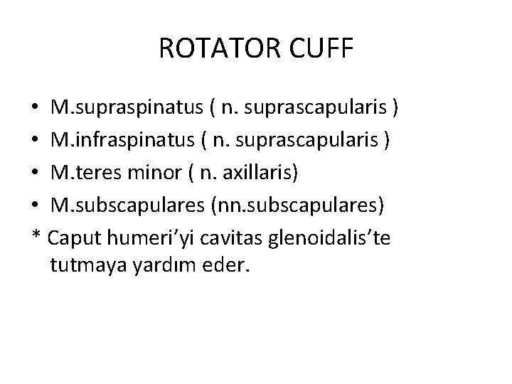 ROTATOR CUFF • M. supraspinatus ( n. suprascapularis ) • M. infraspinatus ( n.