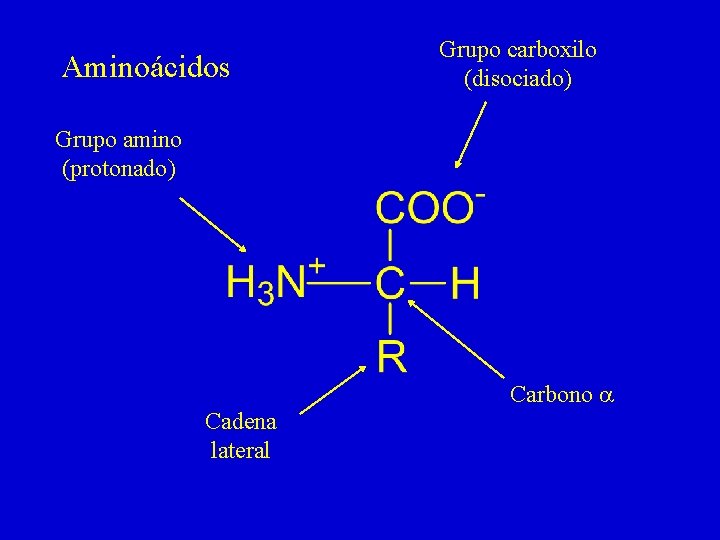 Aminoácidos Grupo carboxilo (disociado) Grupo amino (protonado) Carbono a Cadena lateral 