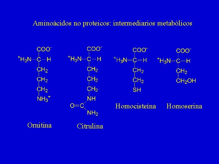 Aminoácidos no proteicos: intermediarios metabólicos Homocisteína Ornitina Citrulina Homoserina 