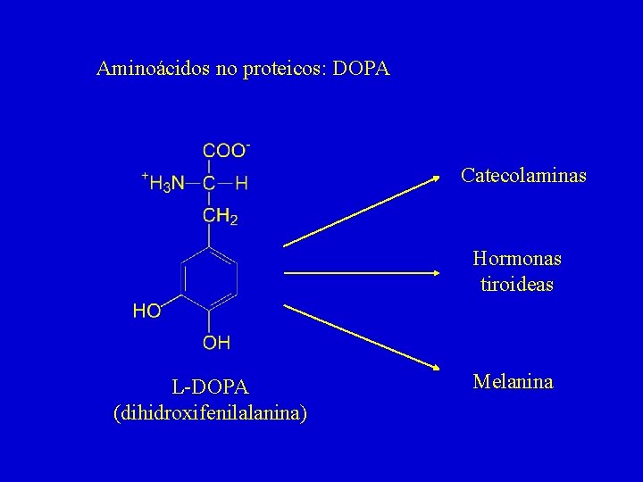 Aminoácidos no proteicos: DOPA Catecolaminas Hormonas tiroideas L-DOPA (dihidroxifenilalanina) Melanina 