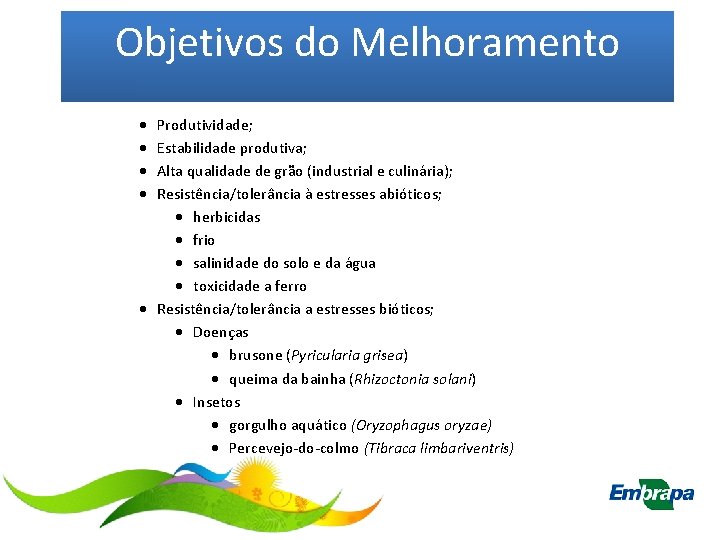 Objetivos do Melhoramento · · Produtividade; Estabilidade produtiva; Alta qualidade de grão (industrial e