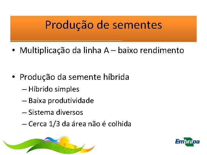 Produção de sementes • Multiplicação da linha A – baixo rendimento • Produção da